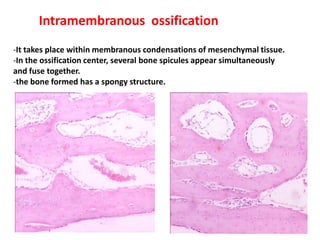 Intramembranous ossification
-It takes place within membranous condensations of mesenchymal tissue.
-In the ossification center, several bone spicules appear simultaneously
and fuse together.
-the bone formed has a spongy structure.
 