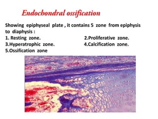 Showing epiphyseal plate , it contains 5 zone from epiphysis
to diaphysis :
1. Resting zone.                    2.Proliferative zone.
3.Hyperatrophic zone.               4.Calcification zone.
5.Ossification zone
 