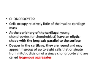 Isogeneous Aggregates CARTILAGE and BONE.pptxvbbbbbbbbbbbbbbbbbbb | PPTX