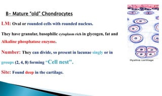 LM: Oval or rounded cells with rounded nucleus.
They have granular, basophilic cytoplasm rich in glycogen, fat and
Alkaline phosphatase enzyme.
Number: They can divide, so present in lacunae singly or in
groups (2, 4, 8) forming "Cell nest".
Site: Found deep in the cartilage.
B- Mature “old” Chondrocytes
 