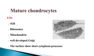 EM:
o rER
o Ribosomes
o Mitochondria
o well developed Golgi
o The surface show short cytoplasm processes
 