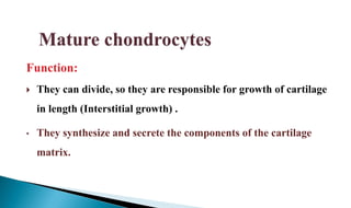 Function:
 They can divide, so they are responsible for growth of cartilage
in length (Interstitial growth) .
• They synthesize and secrete the components of the cartilage
matrix.
 