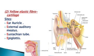 (2) Yellow elastic fibro-
cartilage
Sites:
 Ear Auricle .
 External auditory
meatus.
 Eustachian tube.
 Epiglottis.
 