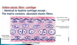 Yellow elastic fibro- cartilage
 Identical to hyaline cartilage except :
The matrix contains abundant elastic fibers
 