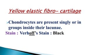 Chondrocytes are present singly or in
groups inside their lacunae.
Stain : Verhoff’s Stain : Black
 