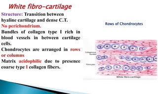 Structure: Transition between
hyaline cartilage and dense C.T.
No perichondrium.
Bundles of collagen type I rich in
blood vessels in between cartilage
cells.
Chondrocytes are arranged in rows
or columns
Matrix acidophilic due to presence
coarse type I collagen fibers.
White fibro-cartilage
Rows of Chondrocytes
 