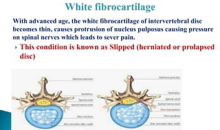 With advanced age, the white fibrocartilage of intervertebral disc
becomes thin, causes protrusion of nucleus pulposus causing pressure
on spinal nerves which leads to sever pain.
 This condition is known as Slipped (herniated or prolapsed
disc)
 