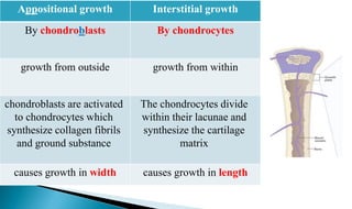 Interstitial growth
ositional growth
pp
A
By chondrocytes
lasts
b
chondro
By
growth from within
growth from outside
The chondrocytes divide
within their lacunae and
synthesize the cartilage
matrix
chondroblasts are activated
to chondrocytes which
synthesize collagen fibrils
and ground substance
causes growth in length
causes growth in width
 