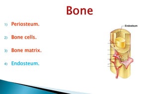 1) Periosteum.
2) Bone cells.
3) Bone matrix.
4) Endosteum.
 