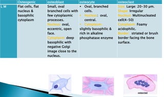 osteoclast
osteocyte
osteoblast
Osteogenic
Size: Large: 20-30 µm.
Shape: Irregular
Nucleus: Multinucleated
cell(4-50)
Cytoplasm: Foamy
acidophilic.
Border: striated or brush
border facing the bone
surface.
 Oval, branched
cells.
 Nucleus: oval,
central.
 Cytoplasm:
slightly basophilic &
rich in alkaline
phosphatase enzyme
Small, oval
branched cells with
few cytoplasmic
processes.
Nucleus: oval,
eccentric, open
face.
Cytoplasm: deep
basophilic with
negative Golgi
image close to the
nucleus.
Flat cells, flat
nucleus &
basophilic
cytoplasm
L M
 
