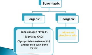 Bone matrix
organic
bone collagen “Type I”.
Sulphated GAGs
Glycoproteins (osteonectin):
anchor cells with bone
matrix.
inorganic
calcium and
phosphorus salts.
 