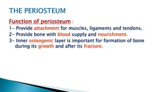 Function of periosteum :
1- Provide attachment for muscles, ligaments and tendons.
2- Provide bone with blood supply and nourishment.
3- Inner osteogenic layer is important for formation of bone
during its growth and after its fracture.
 