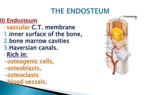 II) Endosteum
◦ vascular C.T. membrane
1.inner surface of the bone,
2.bone marrow cavities
3.Haversian canals.
◦ Rich in:
•osteogenic cells,
•osteoblasts,
•osteoclasts
•blood vessels.
 