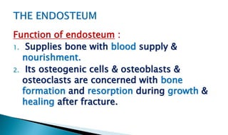 Function of endosteum :
1. Supplies bone with blood supply &
nourishment.
2. Its osteogenic cells & osteoblasts &
osteoclasts are concerned with bone
formation and resorption during growth &
healing after fracture.
 