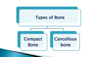 Types of Bone
Compact
Bone
Cancellous
bone
 