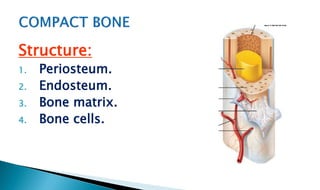 Structure:
1. Periosteum.
2. Endosteum.
3. Bone matrix.
4. Bone cells.
 
