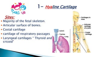 1- Hyaline Cartilage
 Majority of the fetal skeleton.
 Articular surface of bones.
 Costal cartilage
 cartilage of respiratory passages
 Laryngeal cartilages “ Thyroid and
cricoid"
Sites:
 