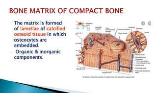 - The matrix is formed
of lamellae of calcified
osteoid tissue in which
osteocytes are
embedded.
- Organic & inorganic
components.
 