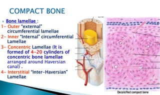  Bone lamellae :
1- Outer “external”
circumferential lamellae
2- Inner “Internal” circumferential
Lamellae
3- Concentric Lamellae (It is
formed of 4-20 cylinders of
concentric bone lamellae
arranged around Haversian
canal) .
4- Interstitial “Inter-Haversian”
Lamellae
 