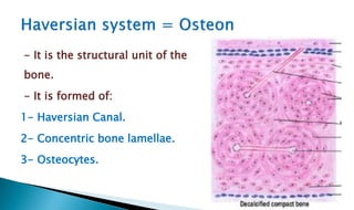 - It is the structural unit of the
bone.
- It is formed of:
1- Haversian Canal.
2- Concentric bone lamellae.
3- Osteocytes.
 