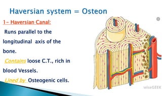 1- Haversian Canal:
Runs parallel to the
longitudinal axis of the
bone.
Contains loose C.T., rich in
blood Vessels.
Lined by Osteogenic cells.
 