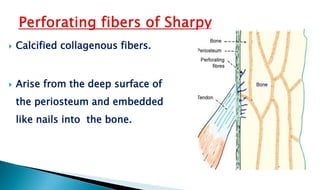  Calcified collagenous fibers.
 Arise from the deep surface of
the periosteum and embedded
like nails into the bone.
 