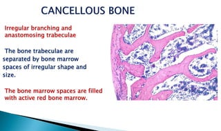 Irregular branching and
anastomosing trabeculae
The bone trabeculae are
separated by bone marrow
spaces of irregular shape and
size.
The bone marrow spaces are filled
with active red bone marrow.
 