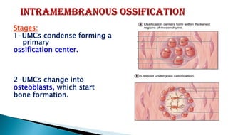 Stages:
1-UMCs condense forming a
primary
ossification center.
2-UMCs change into
osteoblasts, which start
bone formation.
 