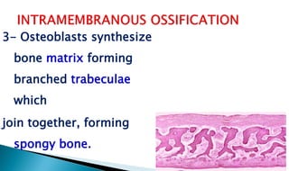 3- Osteoblasts synthesize
bone matrix forming
branched trabeculae
which
join together, forming
spongy bone.
 