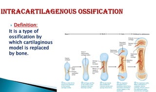  Definition:
It is a type of
ossification by
which cartilaginous
model is replaced
by bone.
 