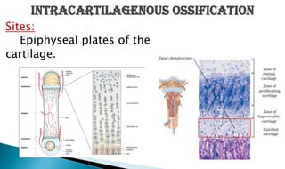 Sites:
Epiphyseal plates of the
cartilage.
INTRACARTILAGENOUS OSSIFICATION
 