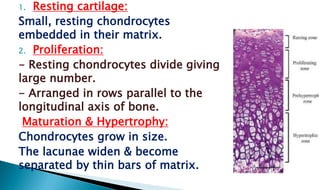1. Resting cartilage:
Small, resting chondrocytes
embedded in their matrix.
2. Proliferation:
- Resting chondrocytes divide giving
large number.
- Arranged in rows parallel to the
longitudinal axis of bone.
Maturation & Hypertrophy:
Chondrocytes grow in size.
The lacunae widen & become
separated by thin bars of matrix.
 