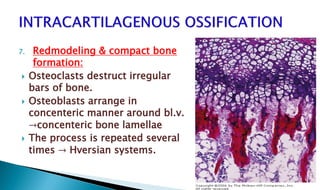 7. Redmodeling & compact bone
formation:
 Osteoclasts destruct irregular
bars of bone.
 Osteoblasts arrange in
concenteric manner around bl.v.
→concenteric bone lamellae
 The process is repeated several
times → Hversian systems.
 