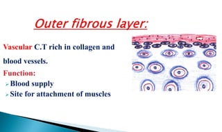Vascular C.T rich in collagen and
blood vessels.
Function:
Blood supply
Site for attachment of muscles
 