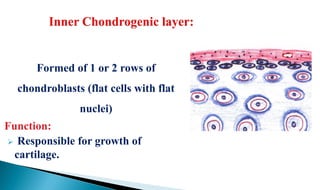 Formed of 1 or 2 rows of
chondroblasts (flat cells with flat
nuclei)
Function:
 Responsible for growth of
cartilage.
 