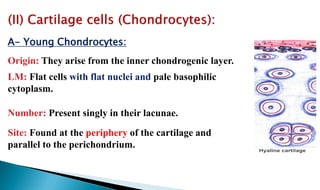 A- Young Chondrocytes:
Origin: They arise from the inner chondrogenic layer.
LM: Flat cells with flat nuclei and pale basophilic
cytoplasm.
Number: Present singly in their lacunae.
Site: Found at the periphery of the cartilage and
parallel to the perichondrium.
 
