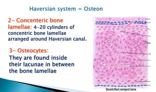 cartilage and bone histology. Microscopic anatomy | PDF