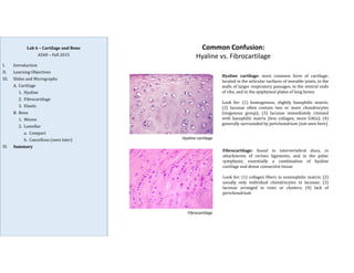 Cartilage And Bones Anatomy fully simplified.pdf