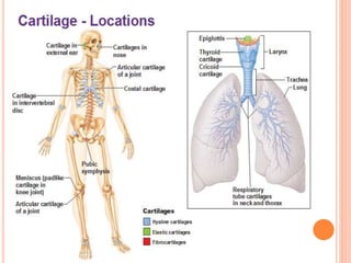 Cartledge Cartilage and its types | PPTX