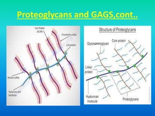 Proteoglycans and GAGS,cont..
 
