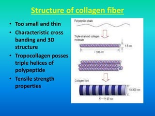 Structure of collagen fiber
• Too small and thin
• Characteristic cross
banding and 3D
structure
• Tropocollagen posses
triple helices of
polypeptide
• Tensile strength
properties
 
