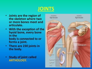 JOINTS
• Joints are the region of
the skeleton where two
or more bones meet and
articulate.
• With the exception of the
hyoid bone, every bone
in the
body is connected to or
forms a joint.
• There are 230 joints in
the body.
• Study of joint called
ARTHOLOGY.
 