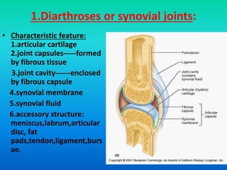 1.Diarthroses or synovial joints:
• Characteristic feature:
1.articular cartilage
2.joint capsules-----formed
by fibrous tissue
3.joint cavity------enclosed
by fibrous capsule
4.synovial membrane
5.synovial fluid
6.accessory structure:
meniscus,labrum,articular
disc, fat
pads,tendon,ligament,burs
ae.
 
