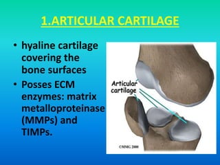 1.ARTICULAR CARTILAGE
• hyaline cartilage
covering the
bone surfaces
• Posses ECM
enzymes: matrix
metalloproteinase
(MMPs) and
TIMPs.
 