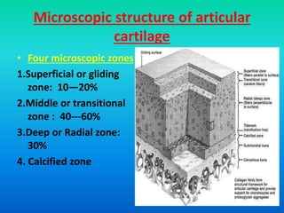 Microscopic structure of articular
cartilage
• Four microscopic zones
1.Superficial or gliding
zone: 10—20%
2.Middle or transitional
zone : 40---60%
3.Deep or Radial zone:
30%
4. Calcified zone
 