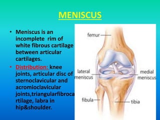 MENISCUS
• Meniscus is an
incomplete rim of
white fibrous cartilage
between articular
cartilages.
• Distribution: knee
joints, articular disc of
sternoclavicular and
acromioclavicular
joints,triangularfibroca
rtilage, labra in
hip&shoulder.
 
