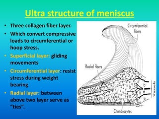 Ultra structure of meniscus
• Three collagen fiber layer.
• Which convert compressive
loads to circumferential or
hoop stress.
• Superficial layer: gliding
movements
• Circumferential layer: resist
stress during weight
bearing
• Radial layer: between
above two layer serve as
“ties”.
 