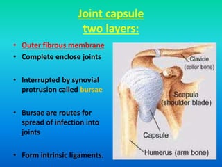 Joint capsule
two layers:
• Outer fibrous membrane
• Complete enclose joints
• Interrupted by synovial
protrusion called bursae
• Bursae are routes for
spread of infection into
joints
• Form intrinsic ligaments.
 