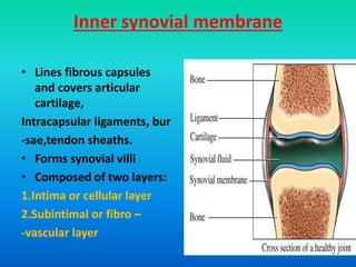 Inner synovial membrane
• Lines fibrous capsules
and covers articular
cartilage,
Intracapsular ligaments, bur
-sae,tendon sheaths.
• Forms synovial villi
• Composed of two layers:
1.Intima or cellular layer
2.Subintimal or fibro –
-vascular layer
 
