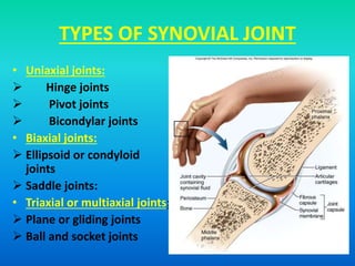 TYPES OF SYNOVIAL JOINT
• Uniaxial joints:
 Hinge joints
 Pivot joints
 Bicondylar joints
• Biaxial joints:
 Ellipsoid or condyloid
joints
 Saddle joints:
• Triaxial or multiaxial joints:
 Plane or gliding joints
 Ball and socket joints
 